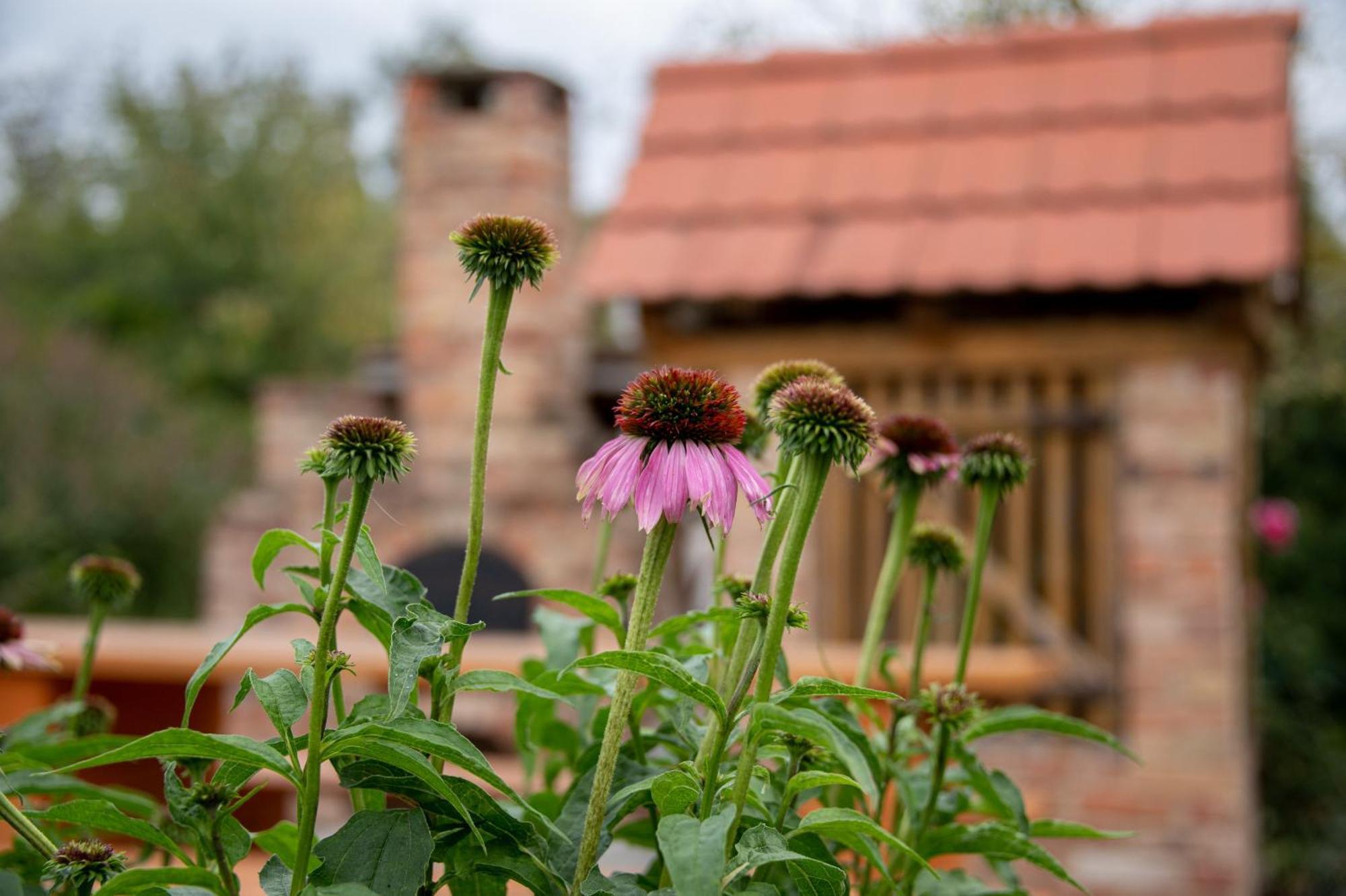 Hotel Rozmaring Vendeghaz Zengővárkony Exteriér fotografie